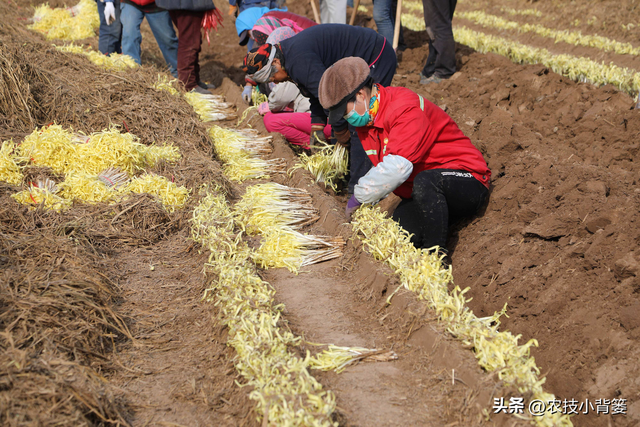 韭黄是怎么种植出来的？韭黄有哪些种植技巧和管理技术要点？