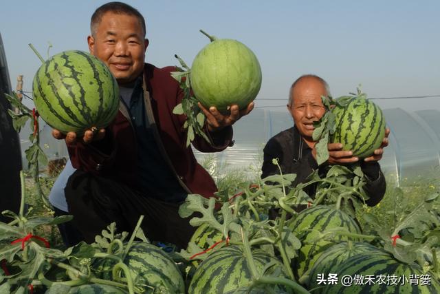 田间打药防治害虫效果差？试一下这3种杀虫剂，复配杀虫效果更佳