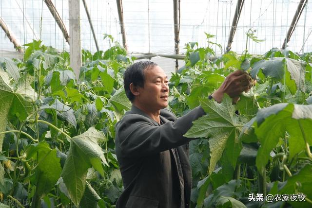 露天种植茄子怎么管产量高？这3个小办法不可少，方法人人都可用