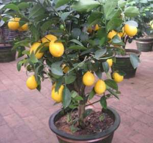 柠檬树种植方法(室内养盆栽柠檬，做好4步，别忘1个“小动作”，果子又多又漂亮)