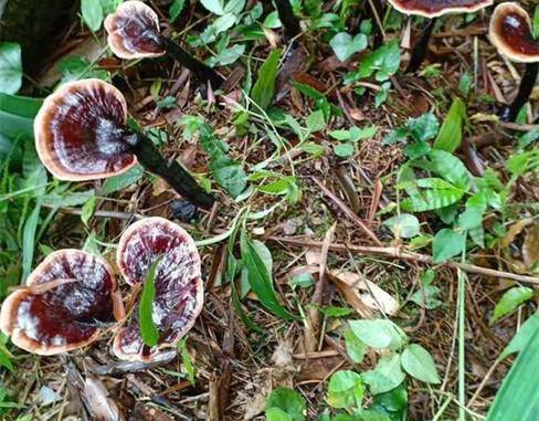 紫灵芝林下仿野生椴木栽培技术，种植户都来学学吧