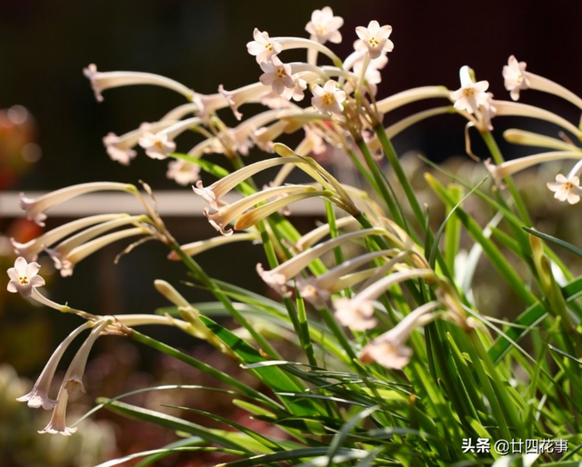 6种耐寒花，北方过冬无压力，从冬开到春，好看不俗气