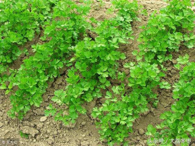 香菜的种植方法和时间以及种植技术和管理