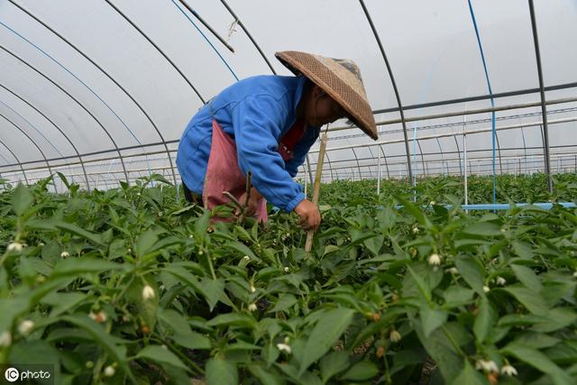 蔬菜合理搭配种植，高产高收！农户可以学起来