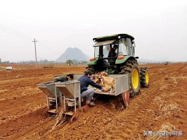 甘蔗横向种与纵向种有哪些差别？黑红皮和青绿皮的甘蔗有何不同？