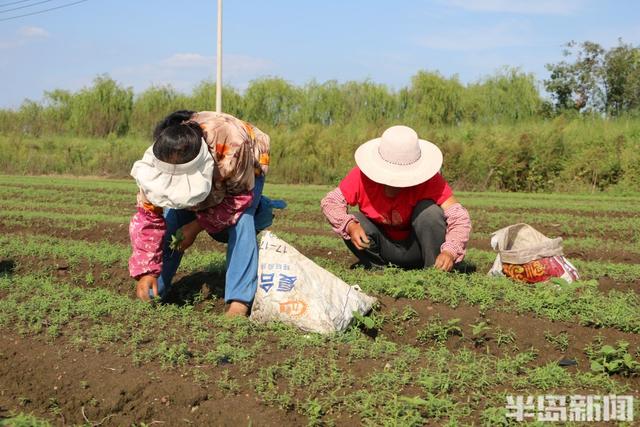 灵山攻守记丨包200亩丹参能赚四五十万，做“道地药材”不图一时之快