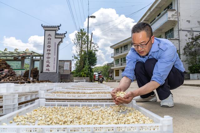 （社会）重庆巫溪：“小贝母”长成致富“大产业”