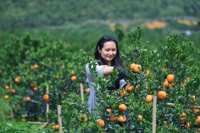 水果界新宠！这里种植400亩茂谷柑变身橙色天堂，330天才能成熟