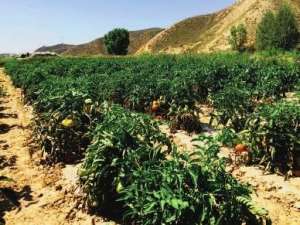 安宁西瓜种植基地(瓜果飘香小三沟 集体经济正红火 安宁区孔家崖街道王家庄社区打造农业生态养殖基地)