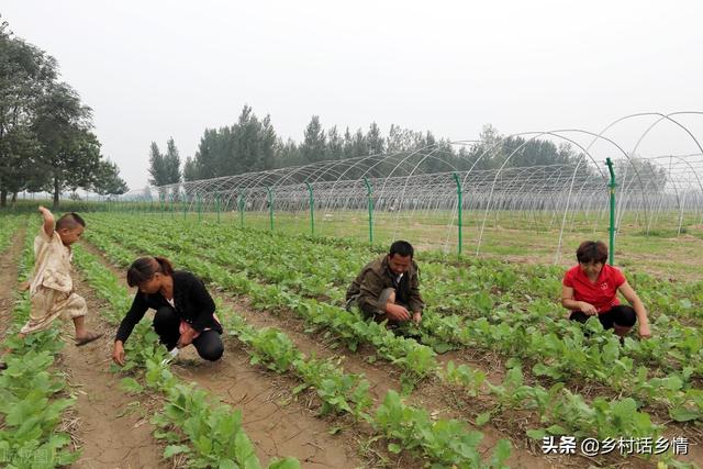 八月份这三种蔬菜抓紧种植，太早太晚都不适，并附高产方法