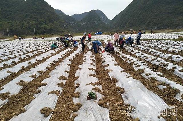 紫云猫营镇：蔬菜基地栽种忙