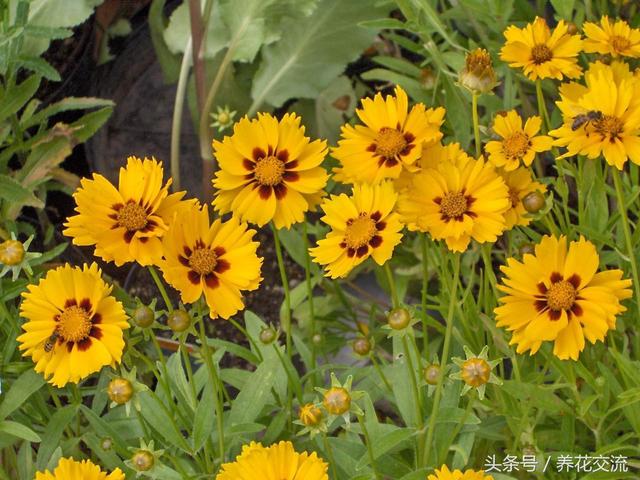 金鸡菊春季随意在院子撒播，夏秋开出大片金黄色的花