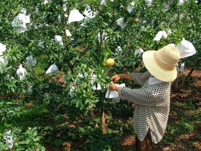 石榴树怎么样种植才能正确结果？