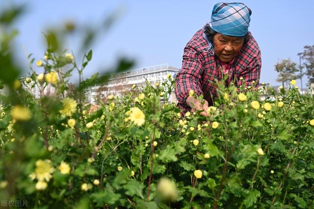 药材种植补贴政策来了，怎么补贴，每亩补贴多少钱？你来了解一下