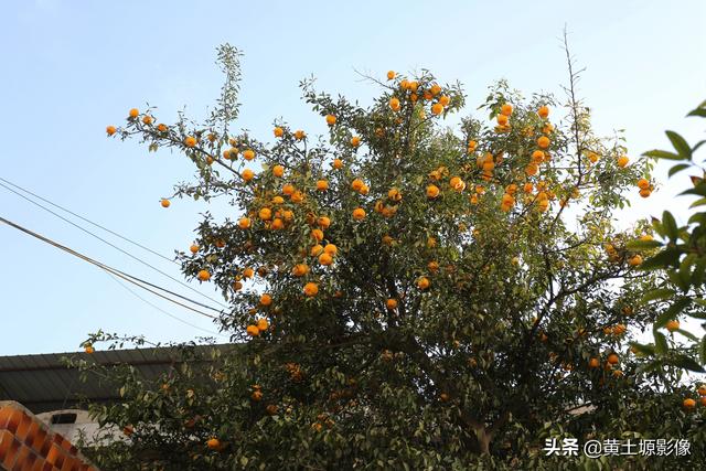 山西七旬农民把南方橘子种到北方每年结果几百斤，30年后啥样子