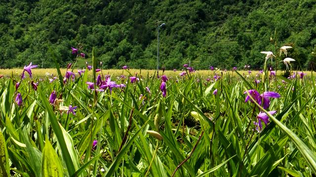 陕西镇巴县：白芨花开致富路