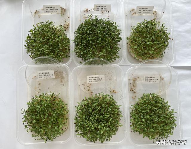 紫花苜蓿南、北方具体种植时间？一分钟了解，栽培管理事项