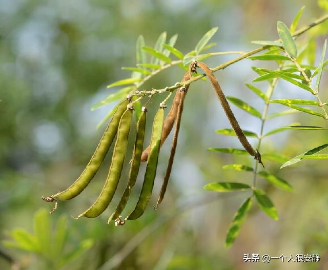 山毛豆的种植技巧