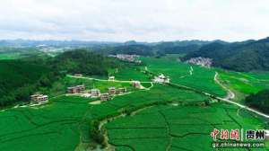 浙江茭白种植基地(贵州长顺千亩茭白迎丰收)