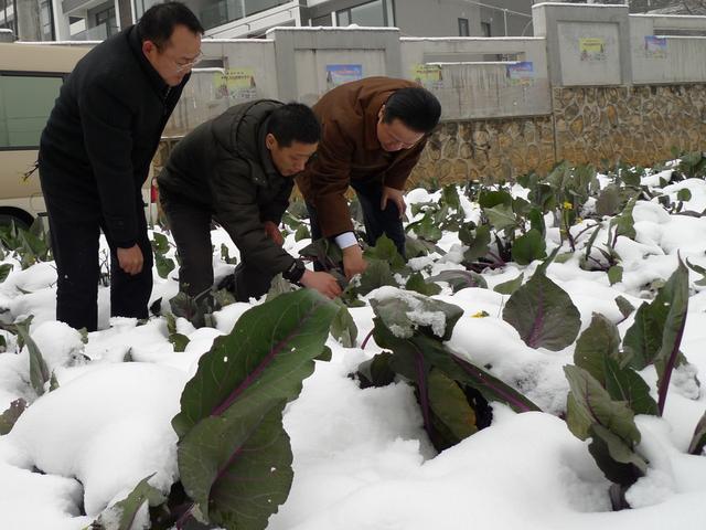 湖北、四川的农民过来看，教你种好过年最赚钱的紫菜薹！