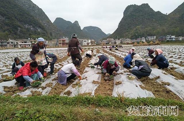 紫云猫营镇：蔬菜基地栽种忙