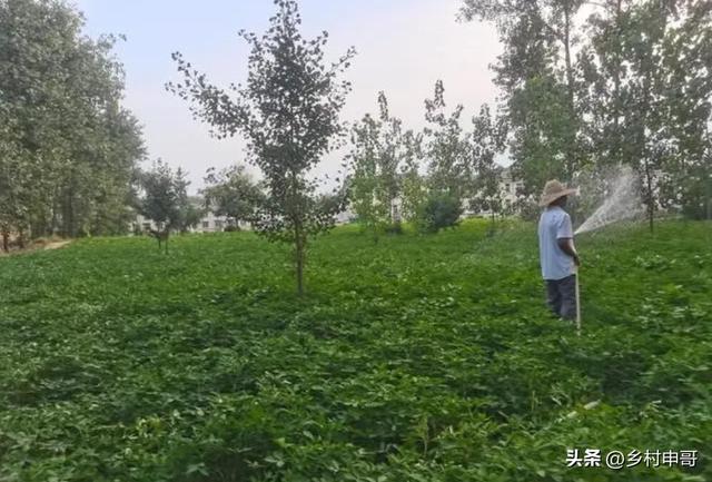 花生什么时间收获比较好，晚收几天真的更好么？