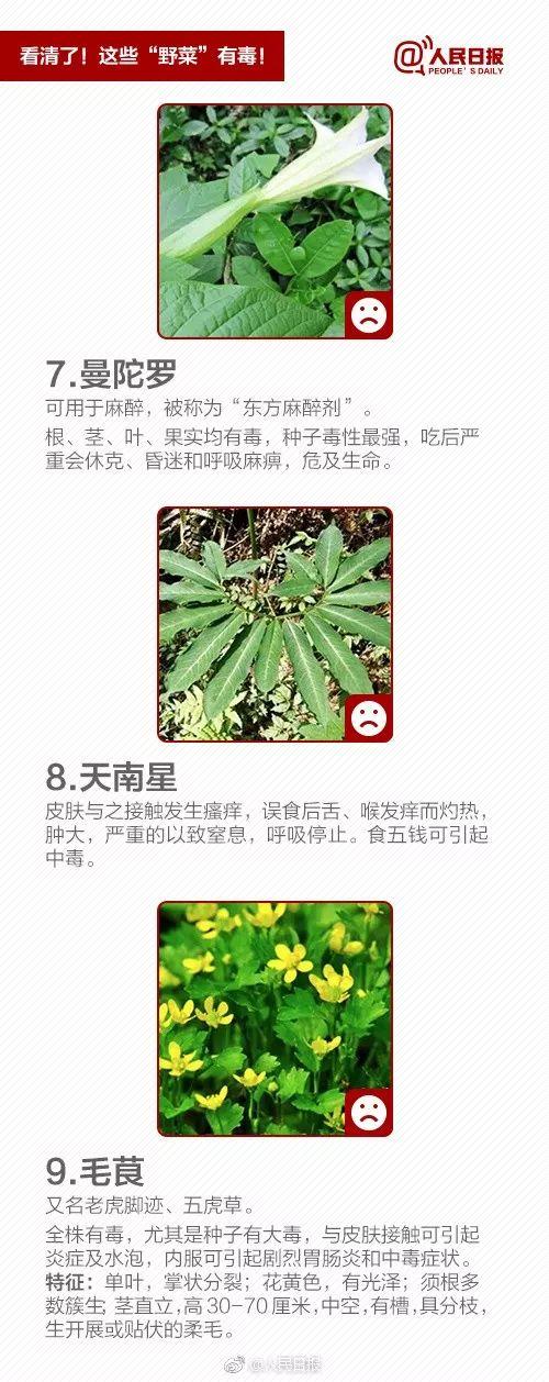 寿光这种草你认识吗？现在卖到了6块钱一斤！