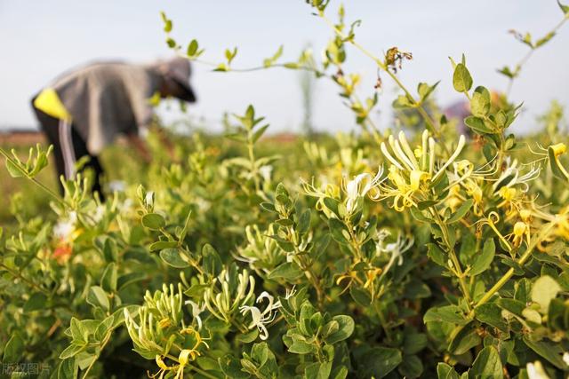 药材种植补贴政策来了，怎么补贴，每亩补贴多少钱？你来了解一下