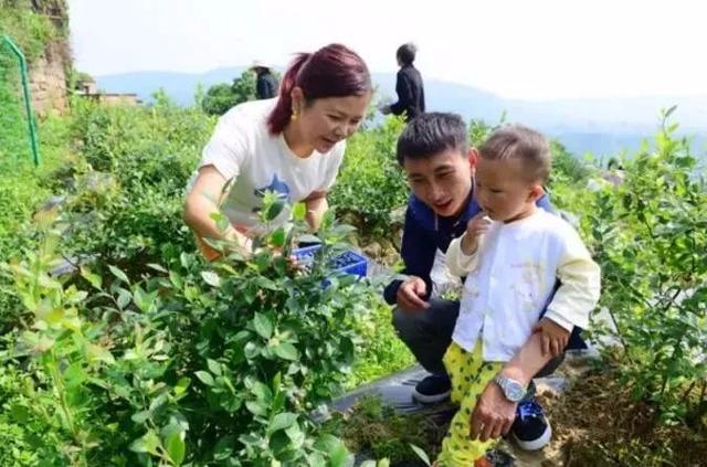 重庆这些地方的蓝莓熟了，还能顺便邂逅花海、住树屋