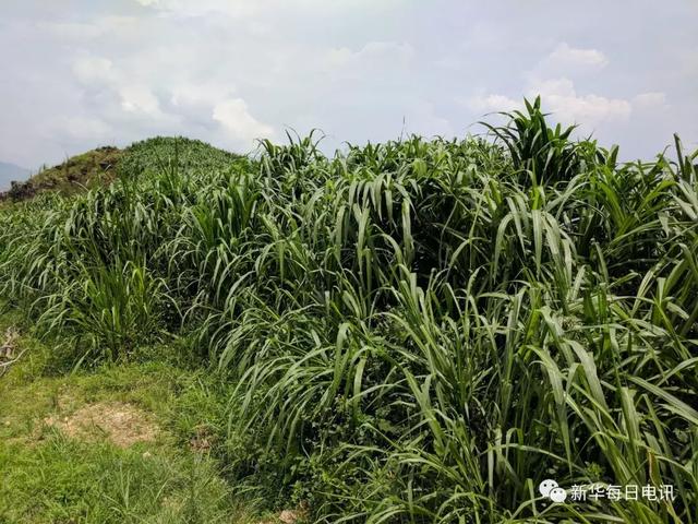 良田奇缺山区农民都舍得用好地来种它，这种“巨草”有什么能耐？