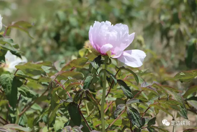 陕西定边县阳湾村：中药材种植铺就“致富路”