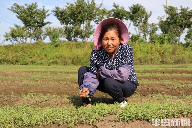 灵山攻守记丨包200亩丹参能赚四五十万，做“道地药材”不图一时之快