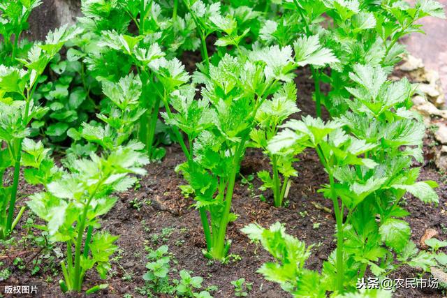 芹菜的栽培技术，探究芹菜的种植方法，以及管理方法