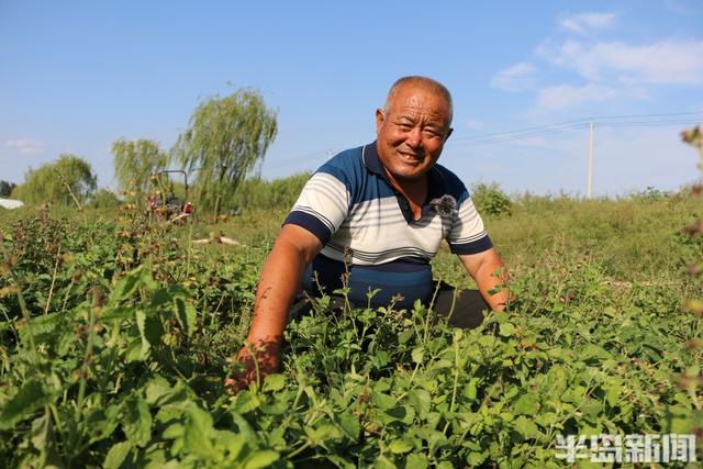 灵山攻守记丨包200亩丹参能赚四五十万，做“道地药材”不图一时之快