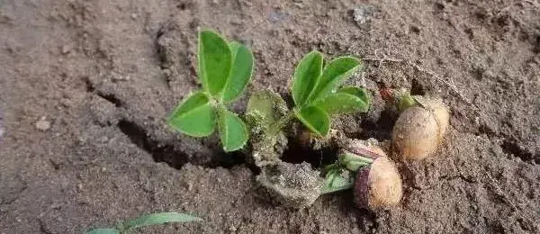 花生露地种植(花生何时播种？各地时间不同答案来了，提前看清)