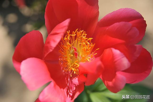 芍药正确种植时间你知道吗？怎样养护芍药才能花大色艳呢？