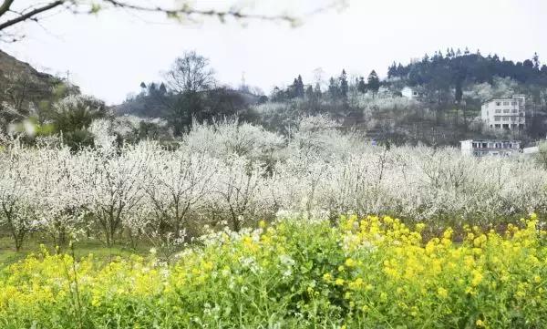 沙包：布朗李花开 邀君前共赏