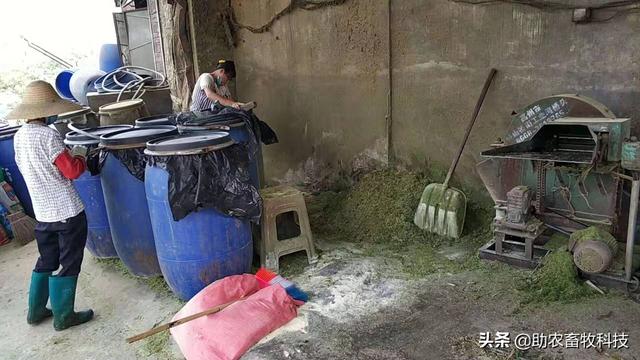 牧草粉碎发酵后养猪养鸡技术