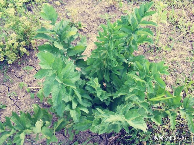 这棵“香芹”，竟然叫“独活草”