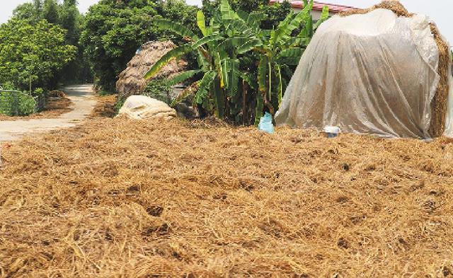 广东中山草菇大田纯稻草高效栽培新技术