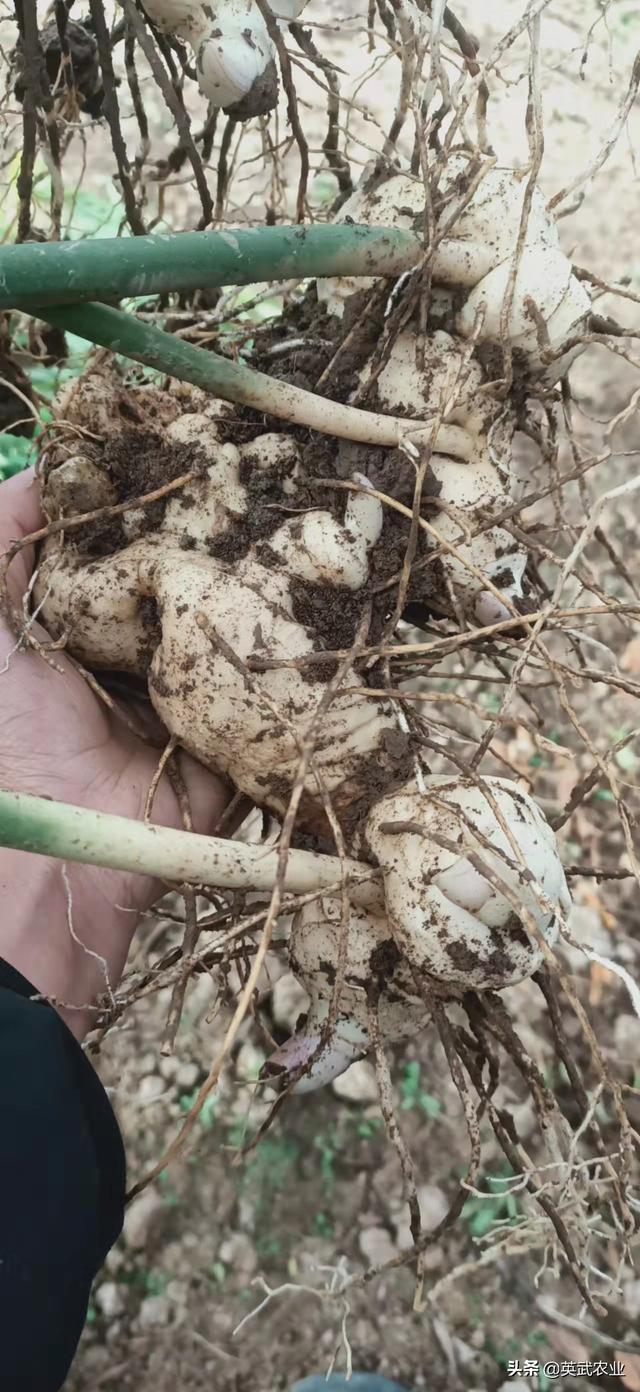 种植黄精时，请做好这些扎实的功课