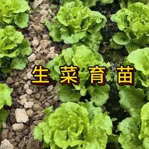 生菜秋季种植技术(秋季生菜在什么时候种植合适#我的小菜园)