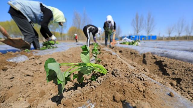 红薯种植技术实施要点，有机种植，更加高产简单