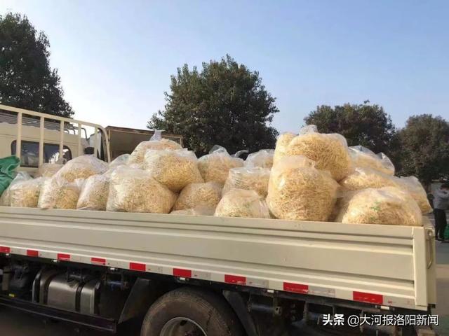 暖心！保障平价蔬菜供给，洛阳一企业免费捐赠150吨豆芽