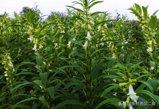 芝麻是我国主要油料作物之一，芝麻栽培技术要点