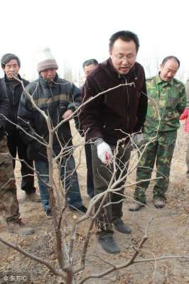 枣树的种植视频(种了五年的枣树怎么不结果？用这两种方法，有助于枣树多开花结果)