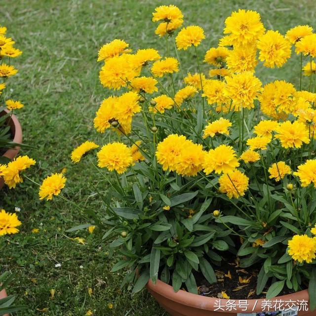 金鸡菊春季随意在院子撒播，夏秋开出大片金黄色的花