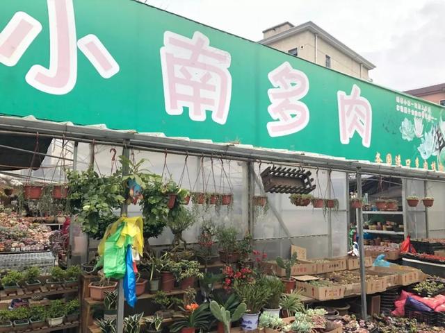 原来闵行体量最大的“多肉”种植大棚在这儿，还不快去……