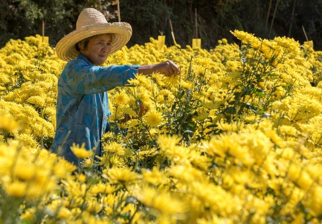 江西婺源：皇菊飘香助农增收