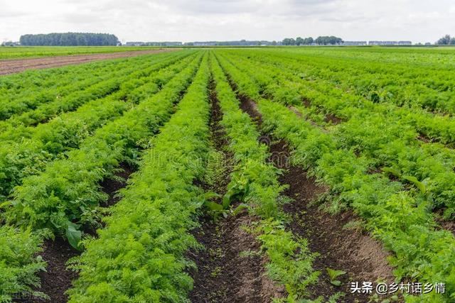 八月份这三种蔬菜抓紧种植，太早太晚都不适，并附高产方法